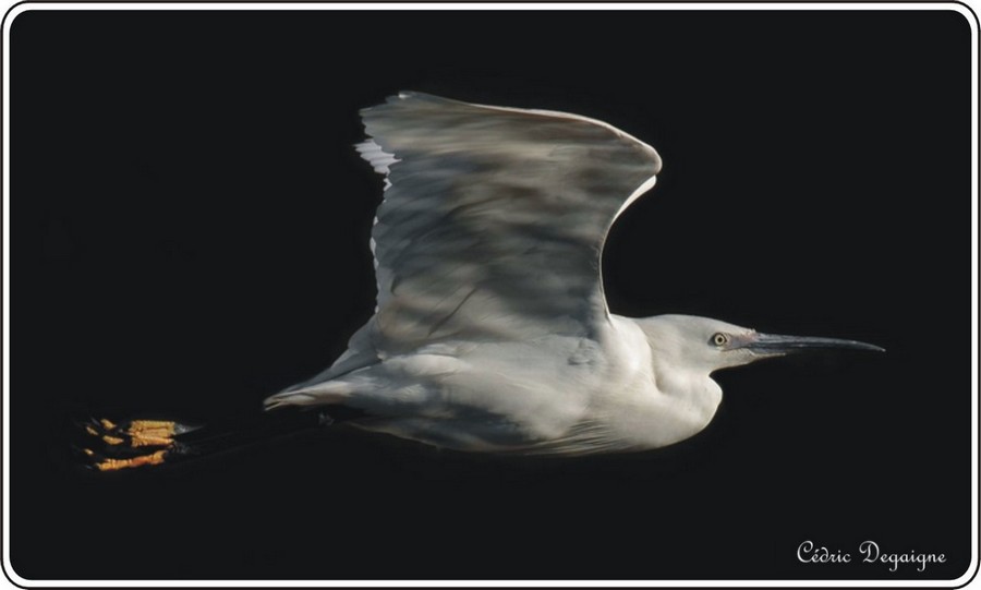 Aigrette garzette.