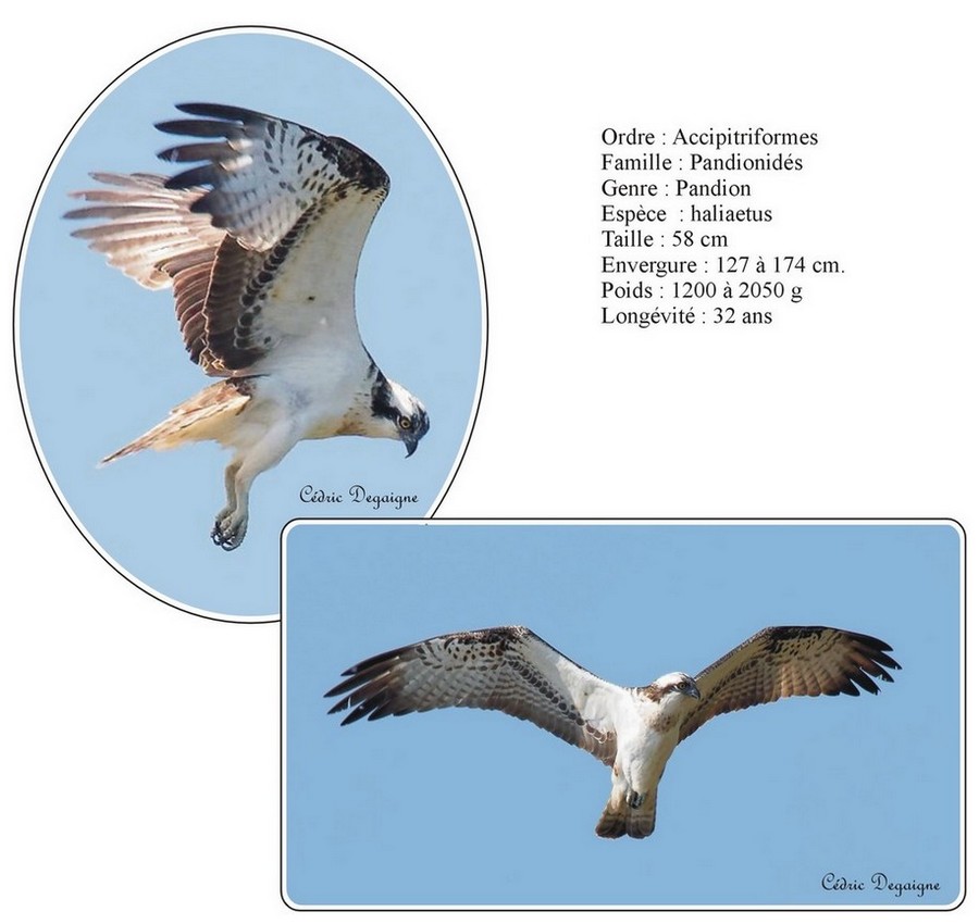 Balbuzard pêcheur