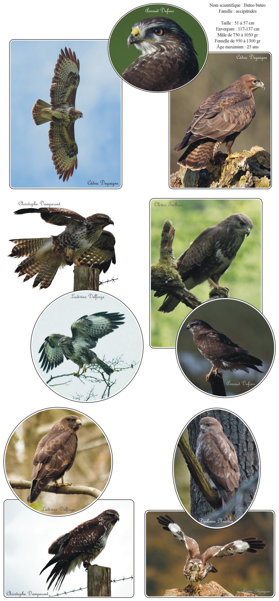 Buse variable