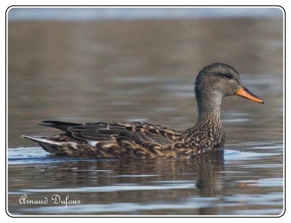 Canard Chipeau