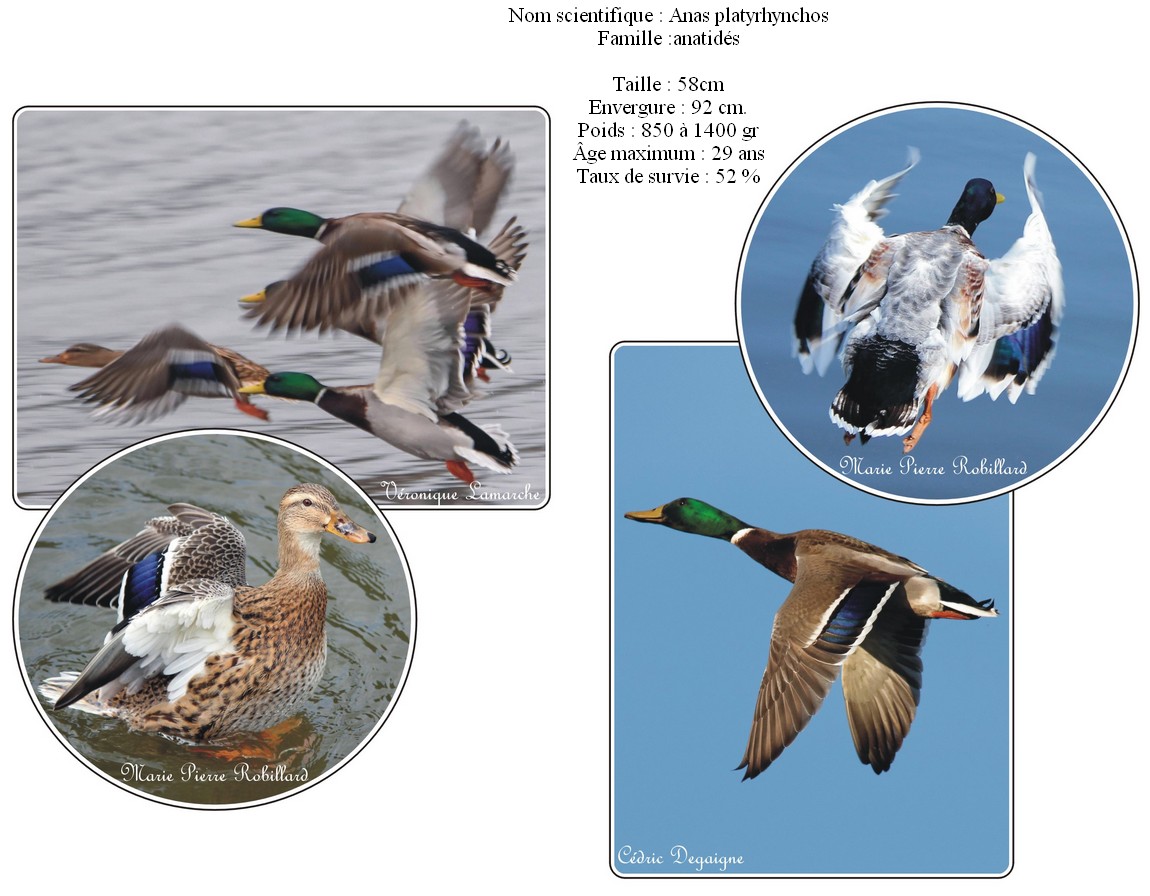 Canard colvert