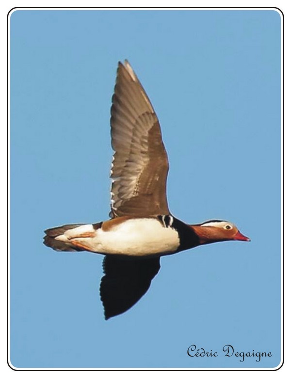 Canard mandarin