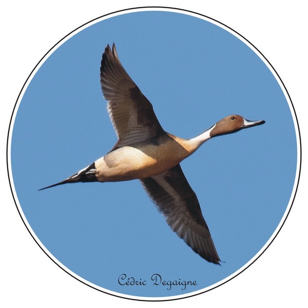 Canard pilet