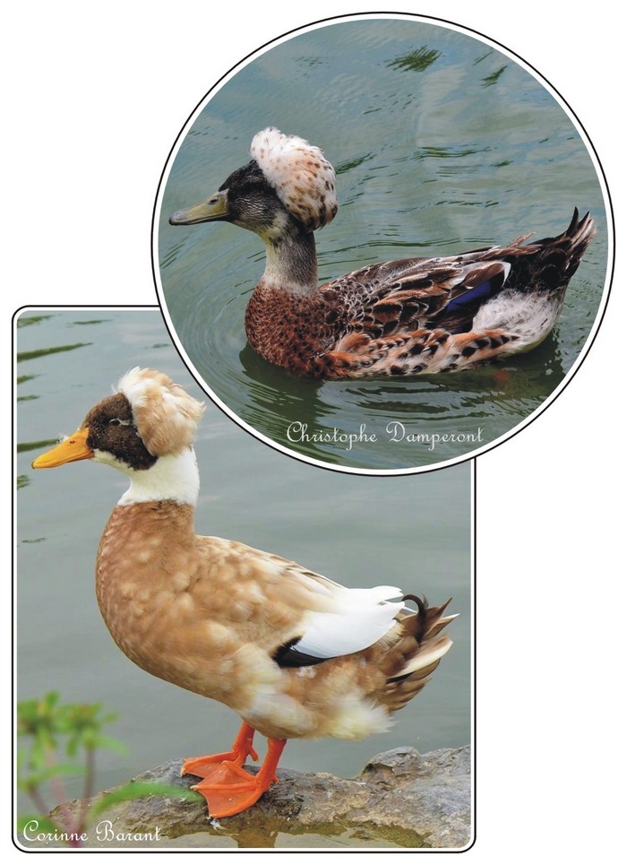 Canard à pompon