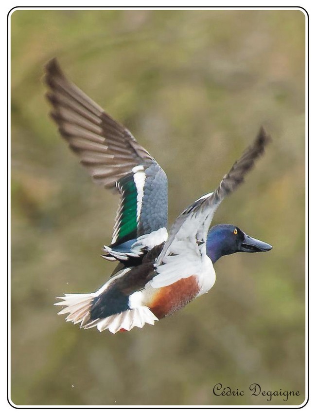 Canard Souchet