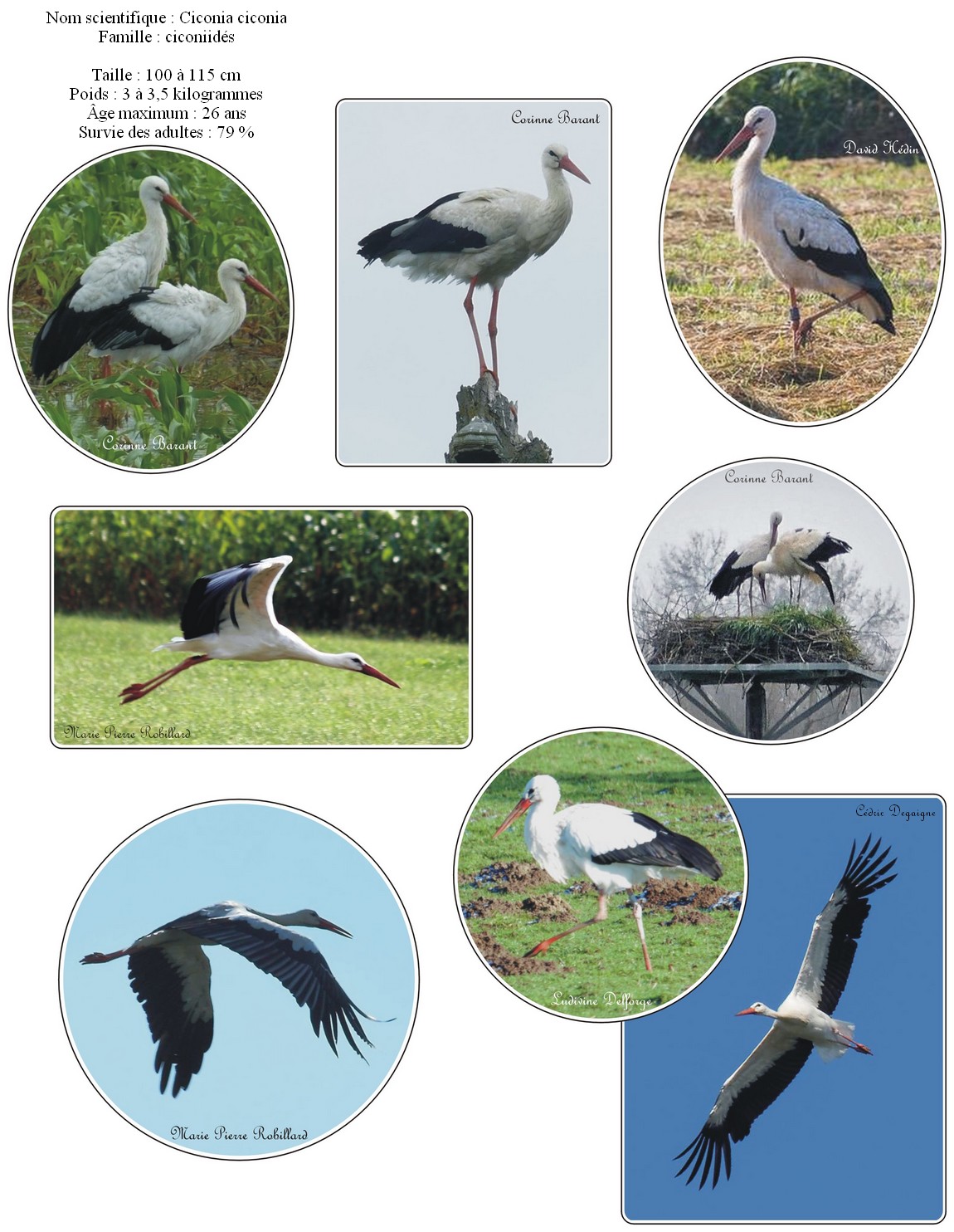 Cigogne blanche
