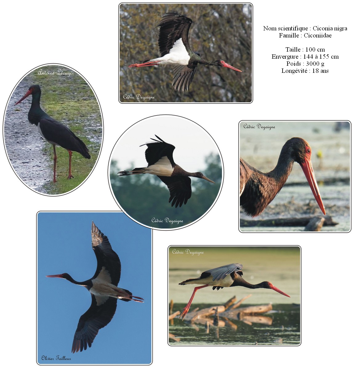 Cigogne noire