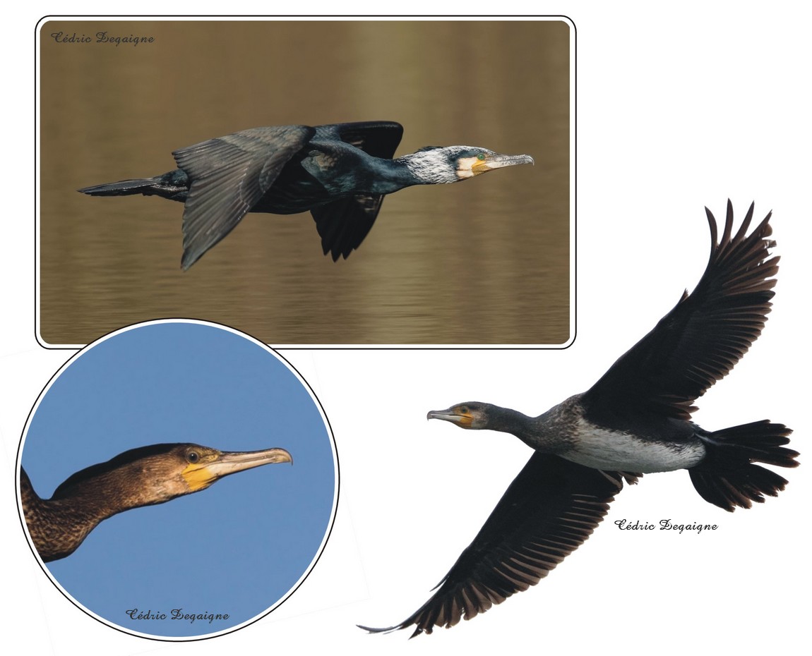 Cormoran