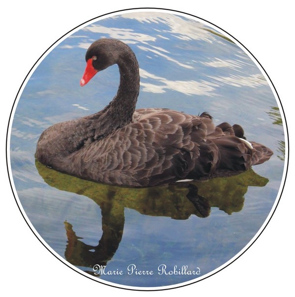 Cygne noir