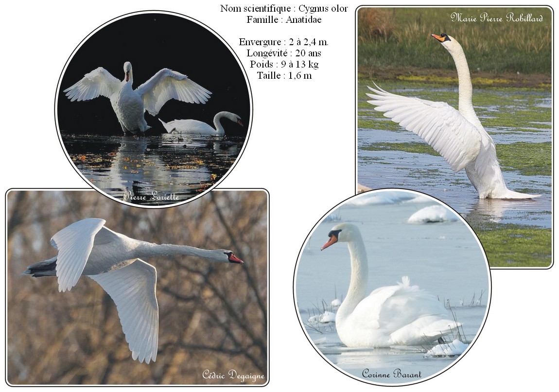Cygne-tuberculé