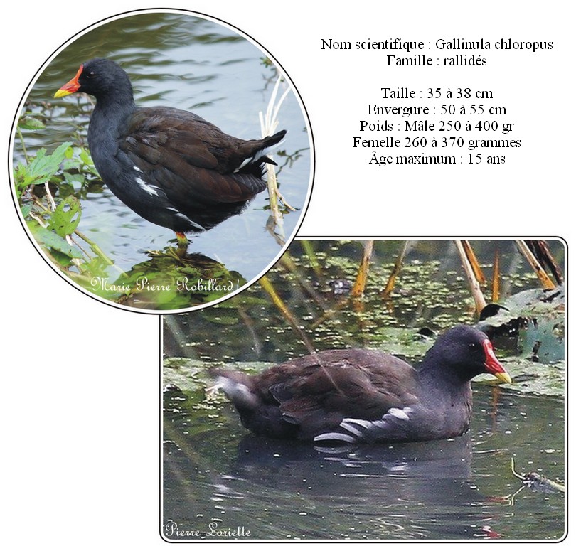 Gallinule poule d'eau