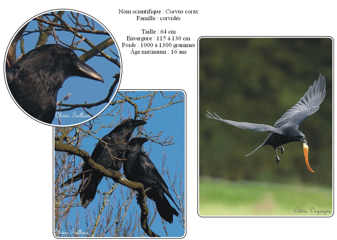 Grand corbeau
