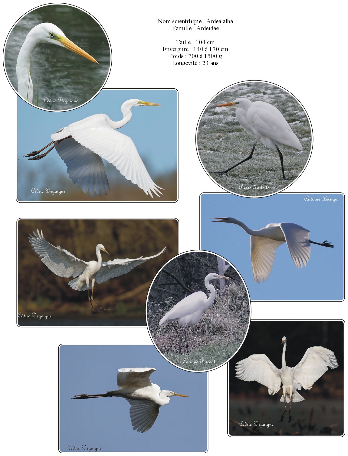 Grande aigrette