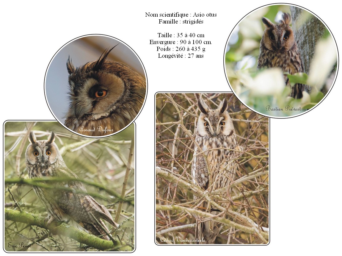 Hibou moyen-duc