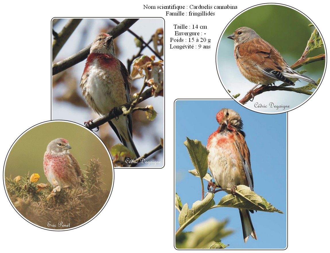 Linotte mélodieuse