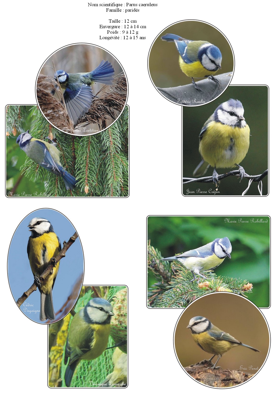 Mésange bleue