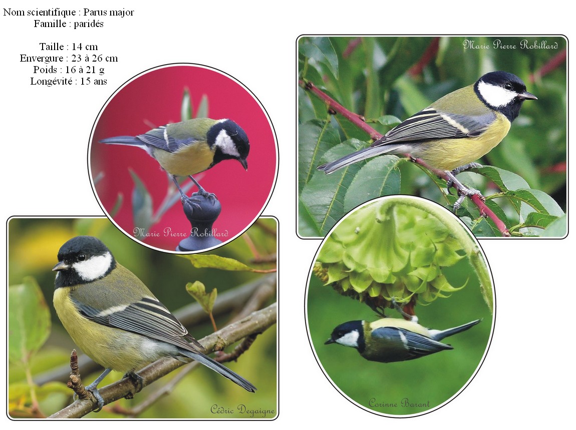 Mésange charbonnière