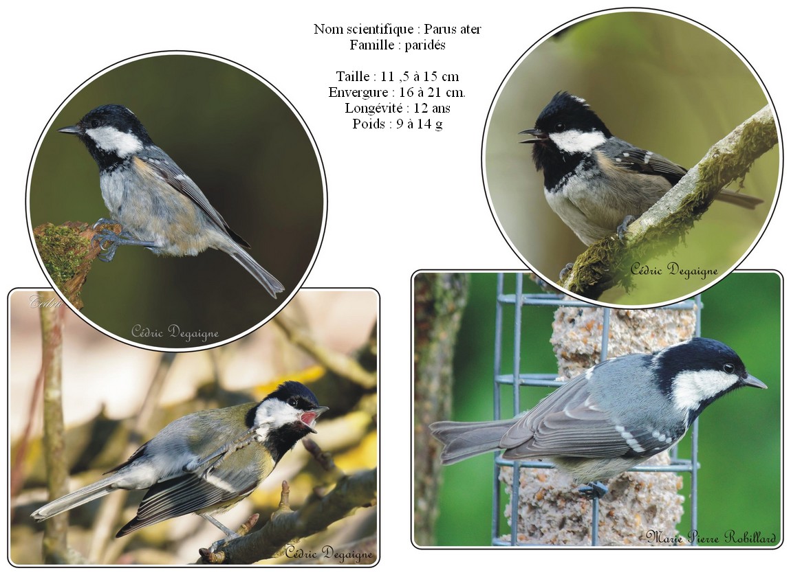 Mésange à tête noire