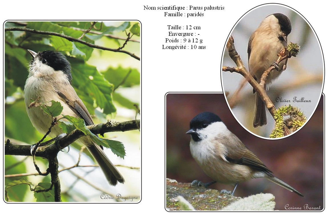 Mésange nonnette