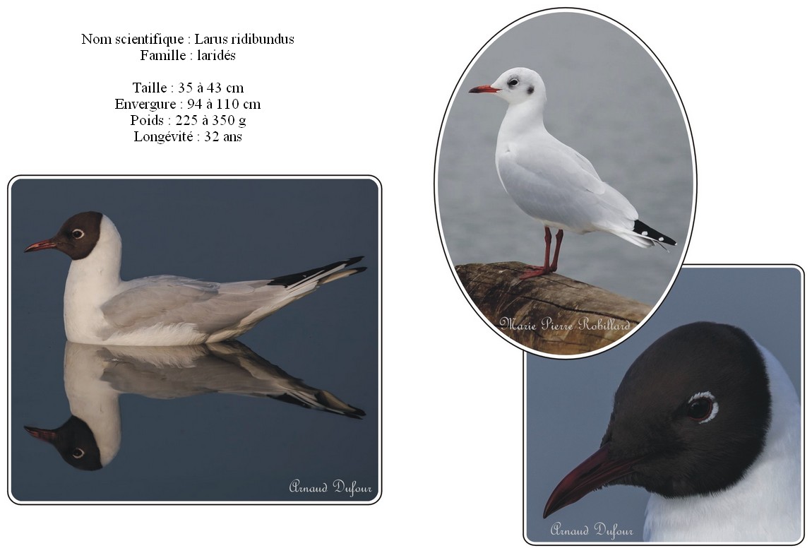 Mouette rieuse