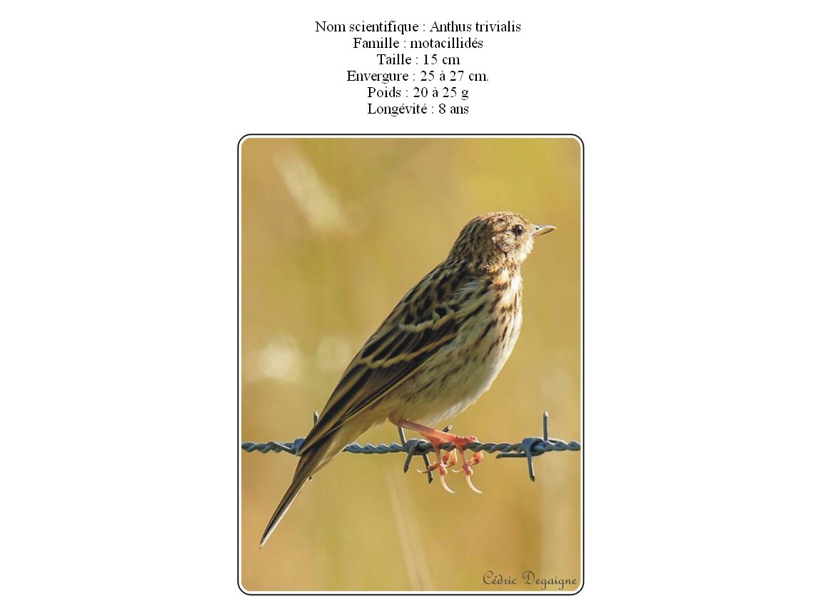 Pipit des arbres