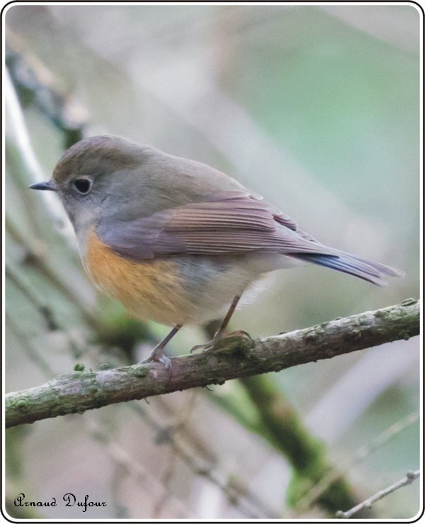 Robin à flancs roux