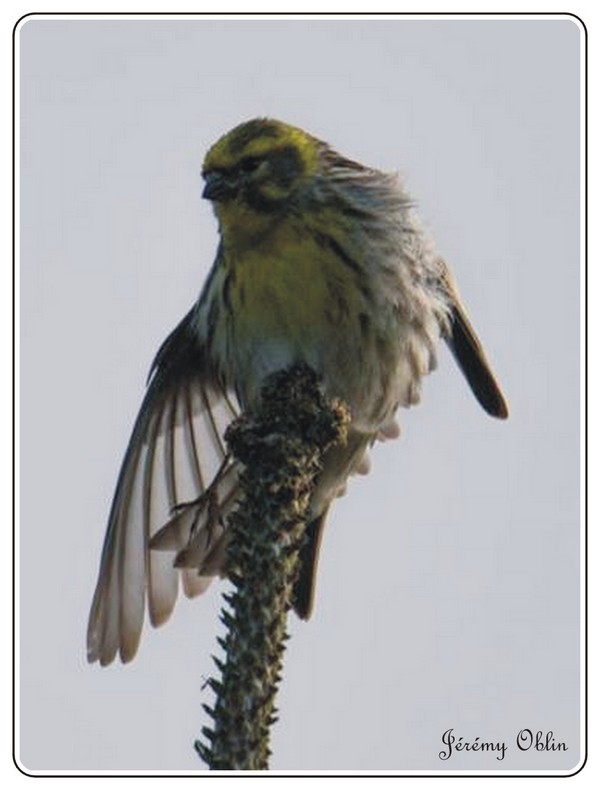 Serin cini