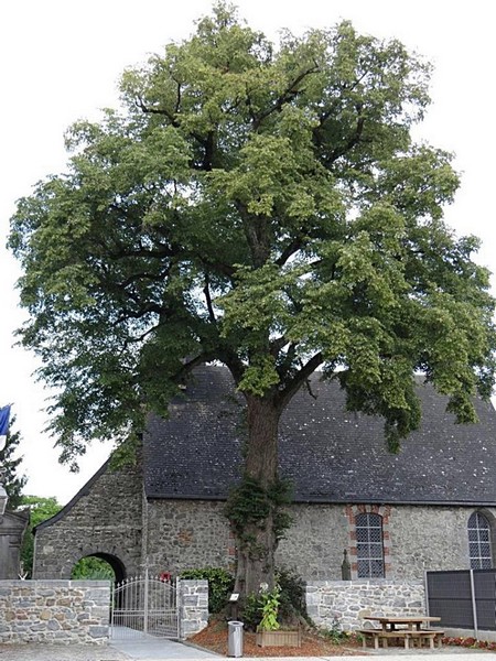 Tilleul de la Liberté à Quiévelon