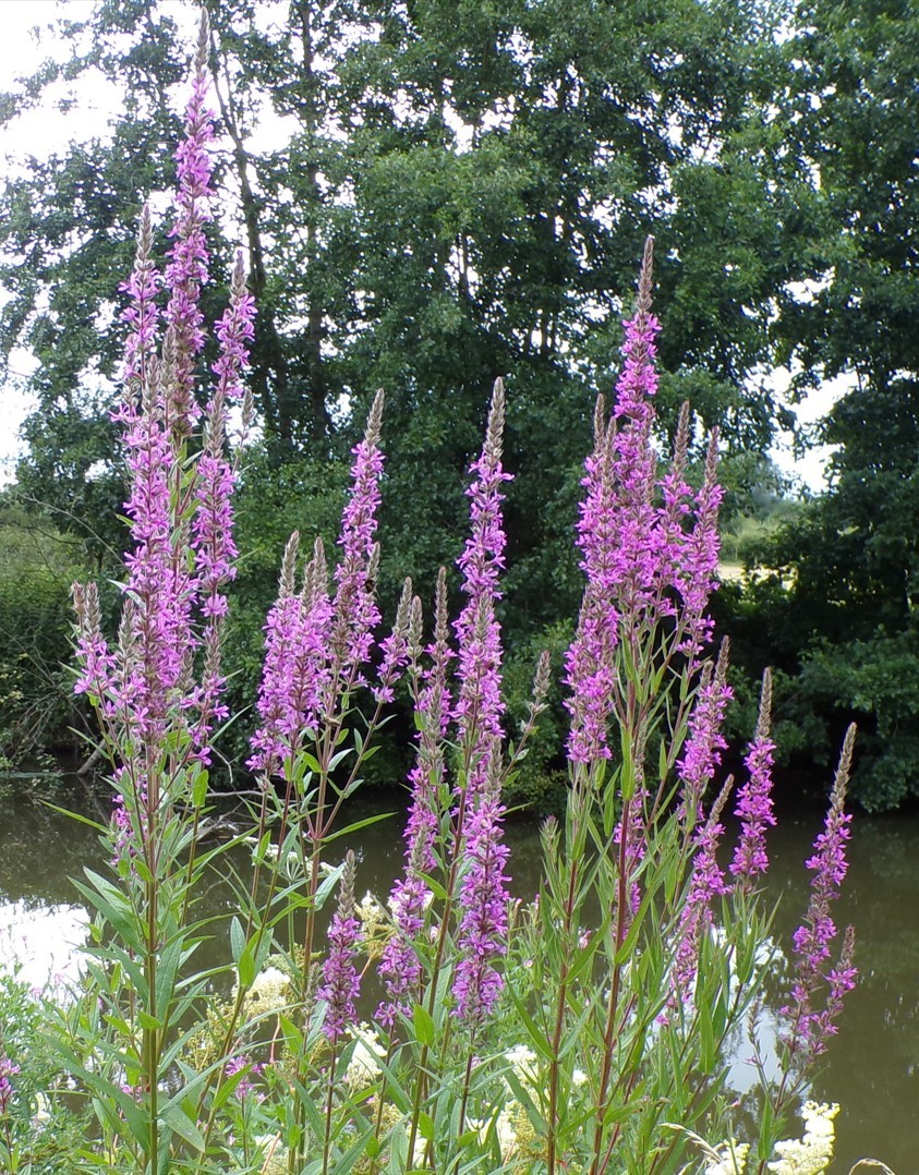 Rivière Sambre, Salicaire.