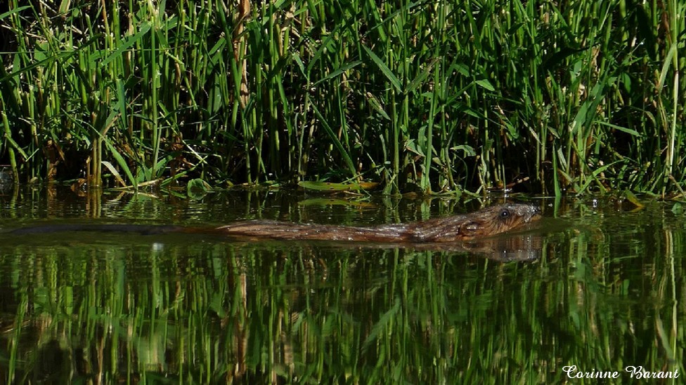 Le rat musqué sur la Sambre