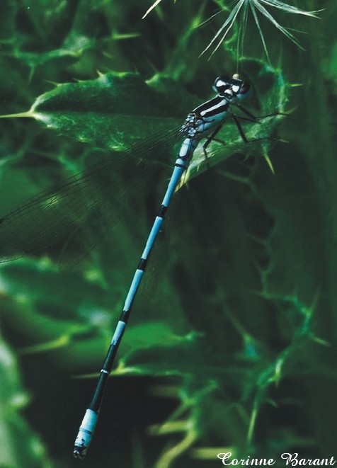 Agrion larges pattes.