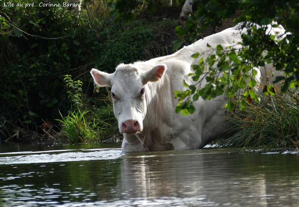 Vache dans la Sambre.