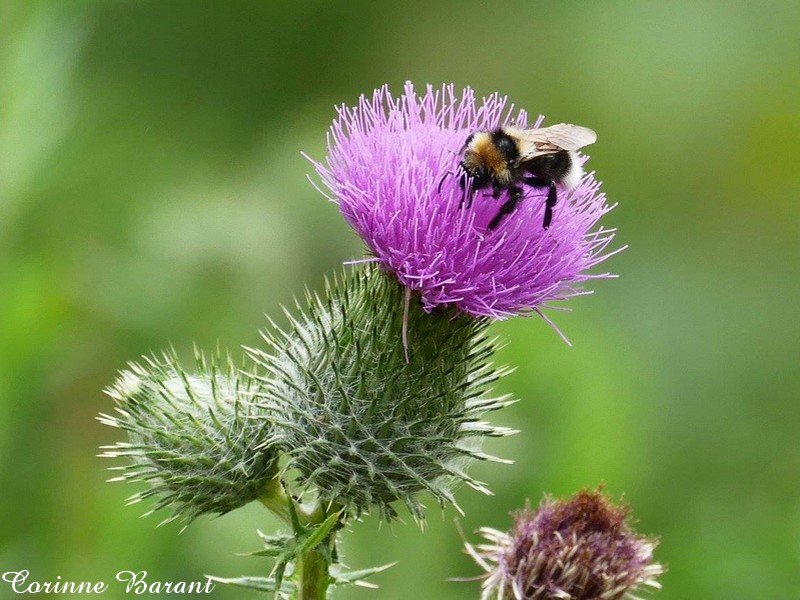 Le chardon et son abeille.
