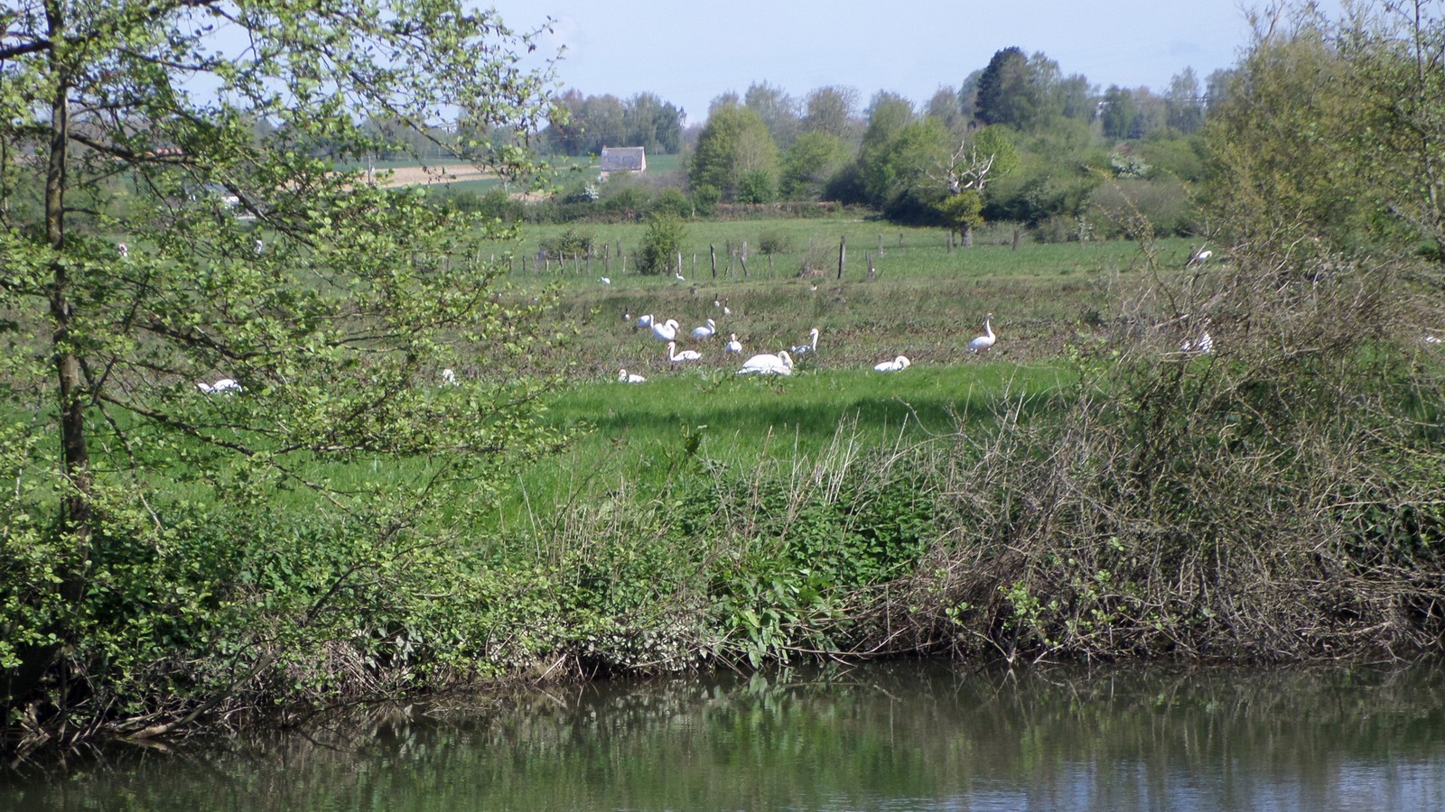Pont sur Sambre. cygne tuberculé