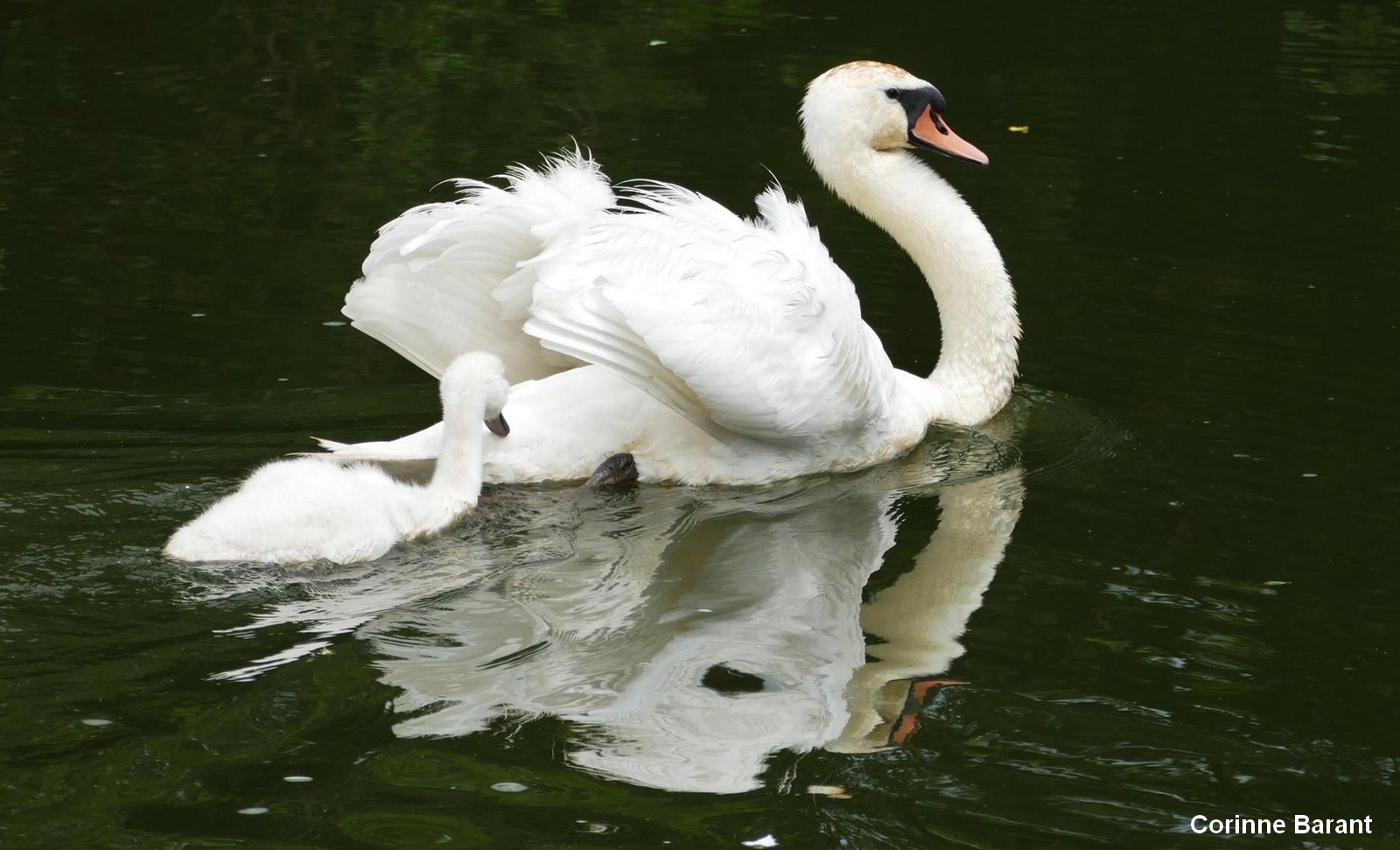 Pont sur Sambre. cygne tuberculé