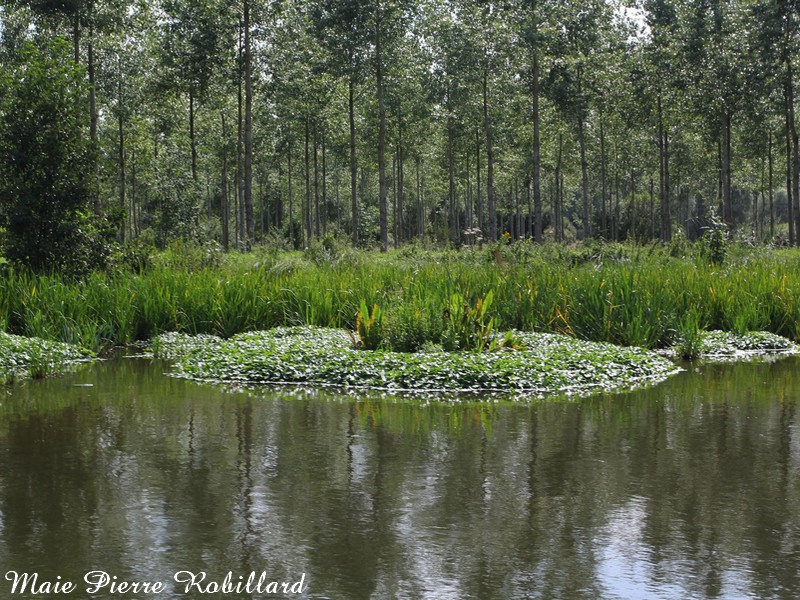 Sambre, L'hydrocotyle plante invasive.