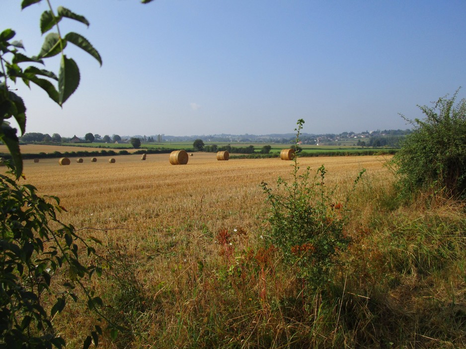 Paysage d'été à Sémeries.