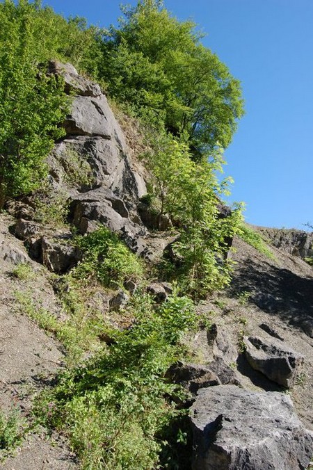 Paroi rocheuse dans la forêt de Trélon