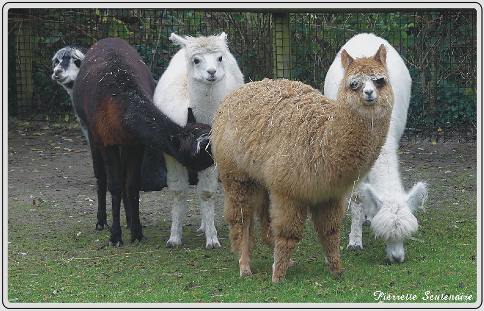 Zoo de Maubeuge, Alpagas.