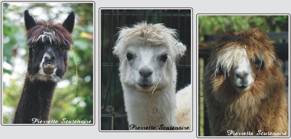 Zoo de Maubeuge, Alpagas.