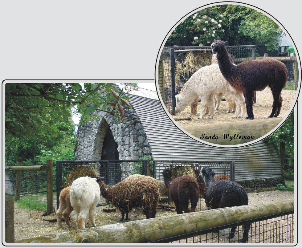 Alpaga au zoo de Maubeuge, animal doux au pelage laineux