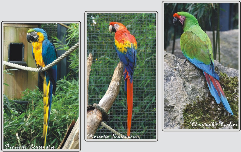 Ara coloré au zoo de Maubeuge, oiseau tropical aux plumes vives