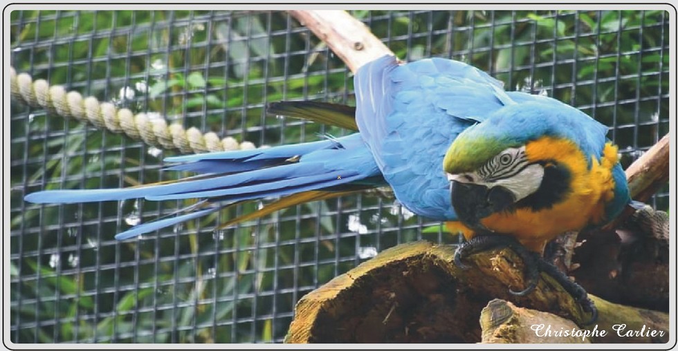 Aras et perroquets, zoo de Maubeuge.