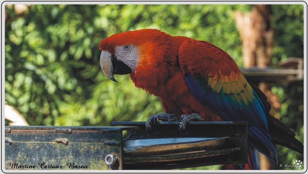 Aras et perroquets, zoo de Maubeuge.