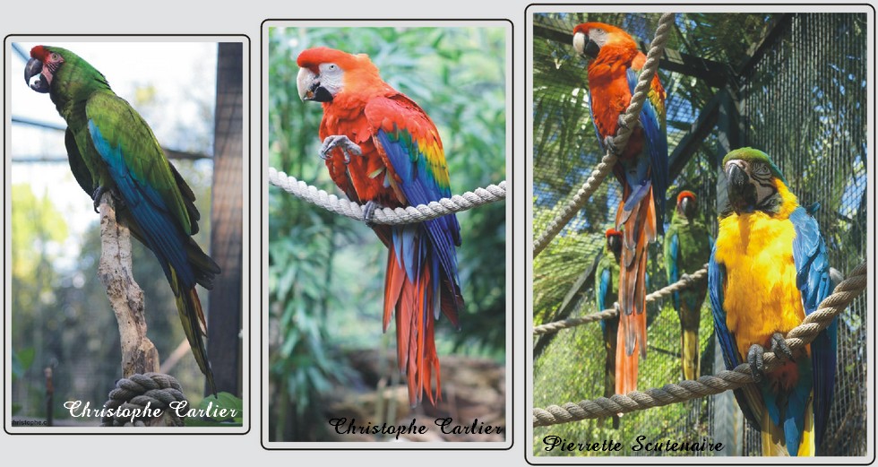 Aras et perroquets, zoo de Maubeuge.