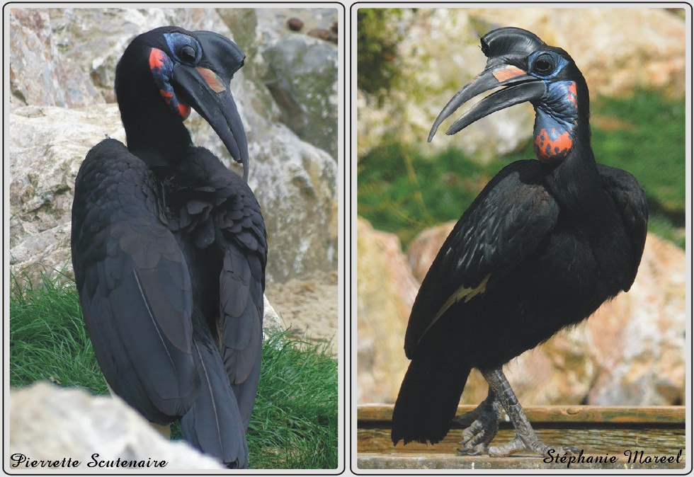 Zoo de Maubeuge, Bucorve d'Abyssinie.