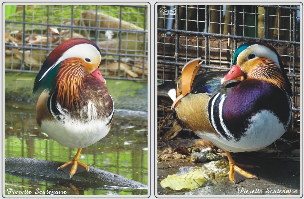 Canard mandarin zoo de Maubeuge.