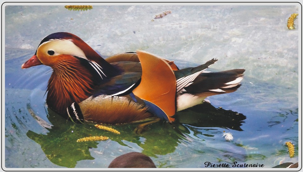 Canard mandarin zoo de Maubeuge.