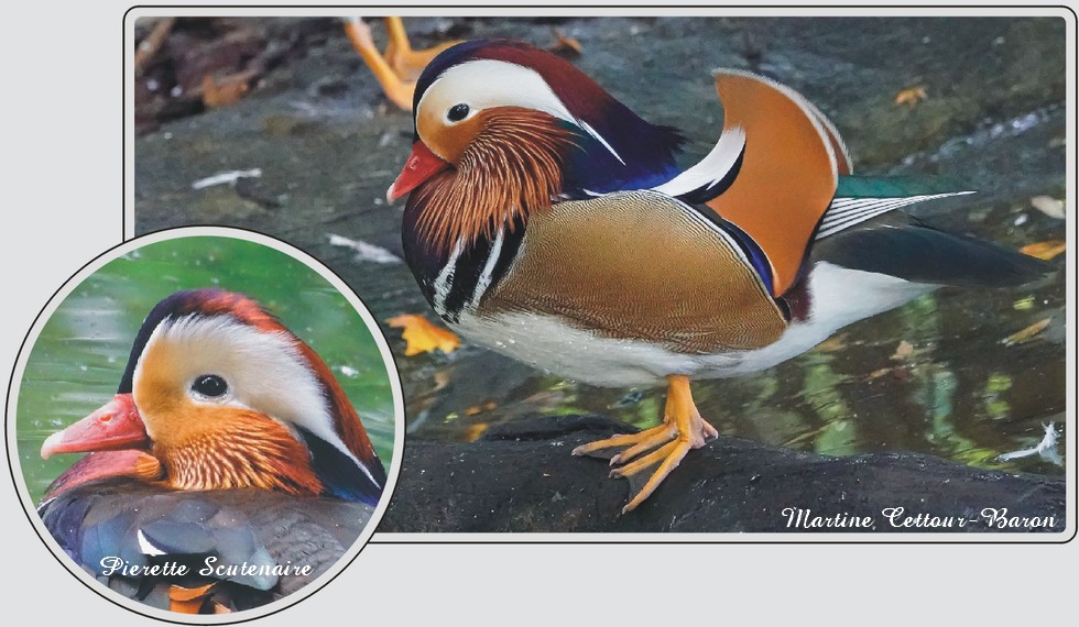 Canard mandarin, oiseau aux couleurs vives, zoo de Maubeuge