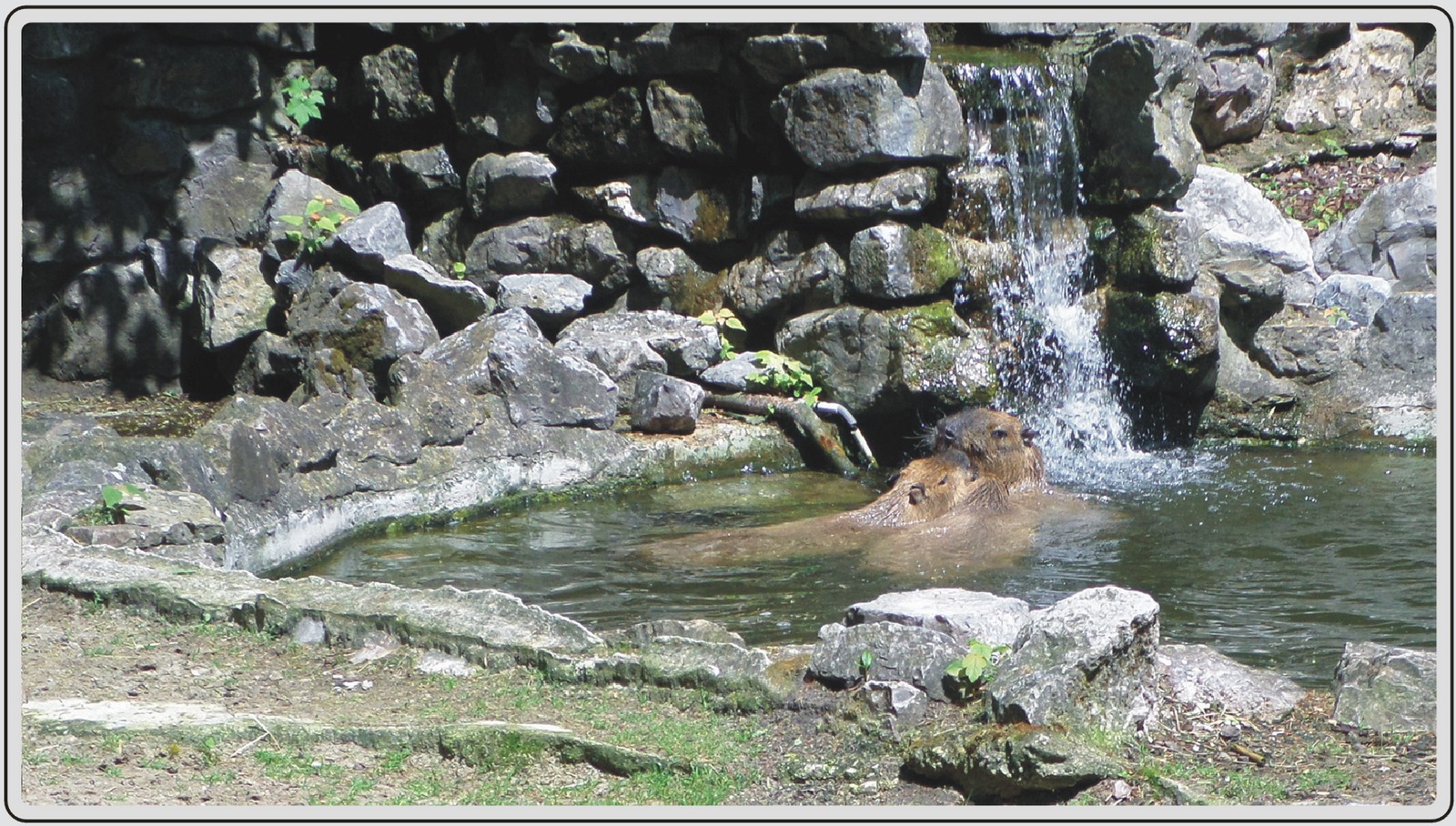 Zoo de Maubeuge, Capybara